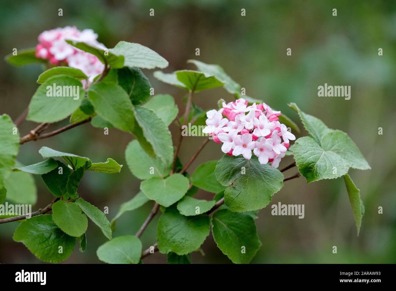 Viburnum 'Eve Price' [Laurustinus 'Eve Price'], überwinternd blühender Strauch in Blume Stockfoto