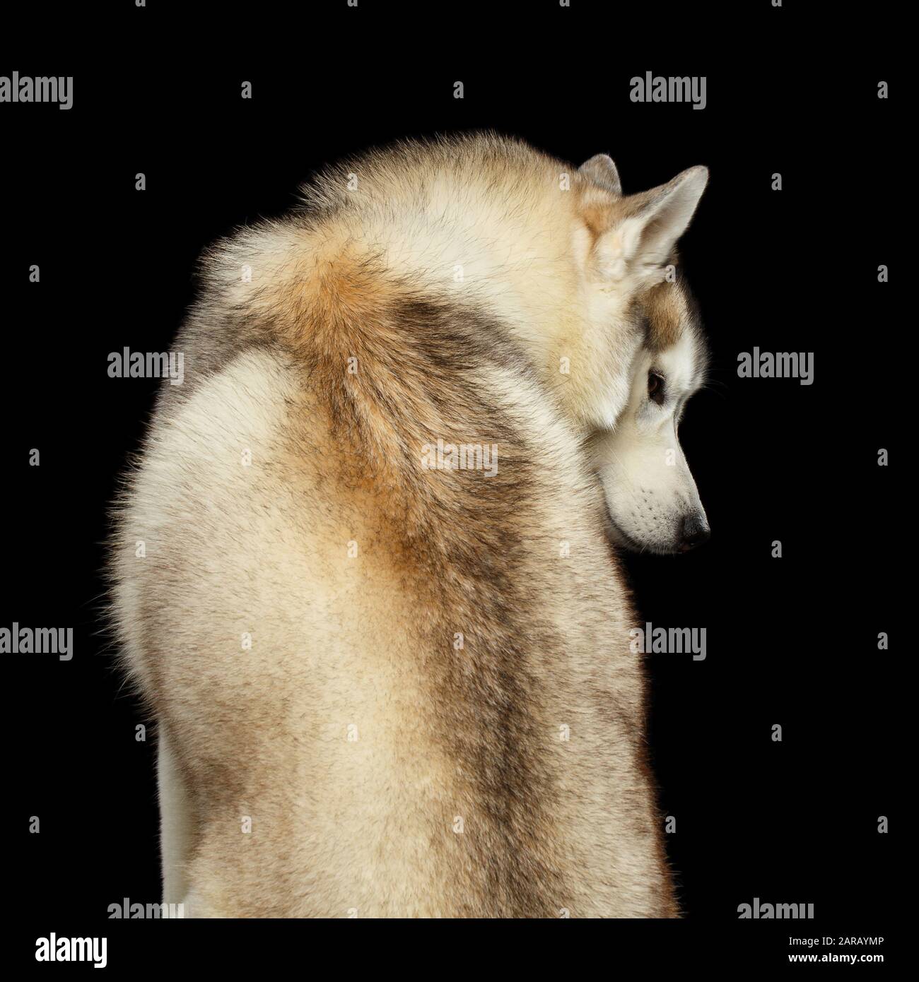 Der aus der Rückansicht Sitzende sibirische Husky-Hund Sieht wie ein Wolf auf Isoliertem schwarzem Hintergrund aus Stockfoto