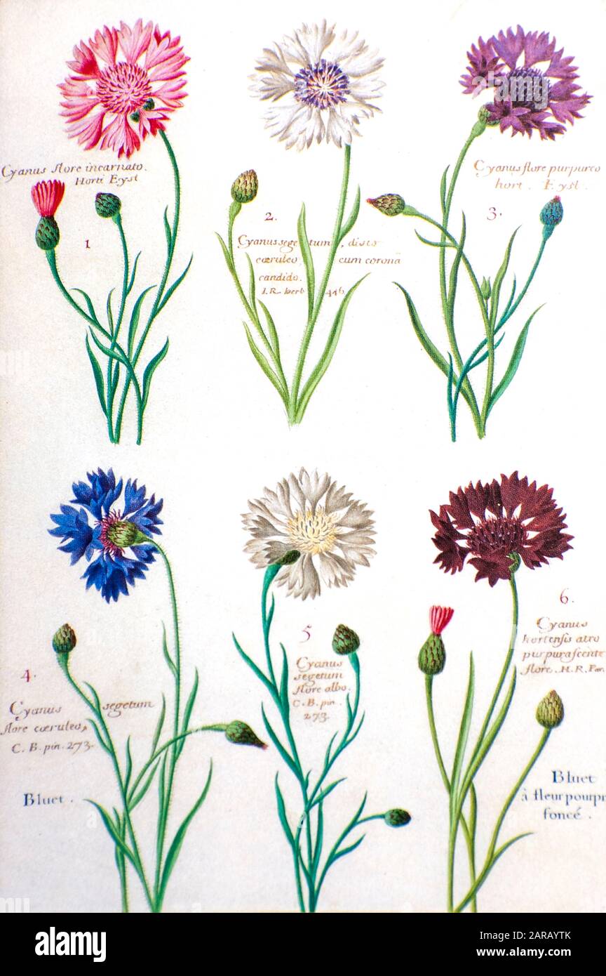 Kornblume (Centaurea cyanus, Cyanus segetum Hill) aus dem 17. Jahrhundert auf Pergament gemalt Botanik Studie von einem aus dem Jardin du Roi botanischen Florilegi Stockfoto