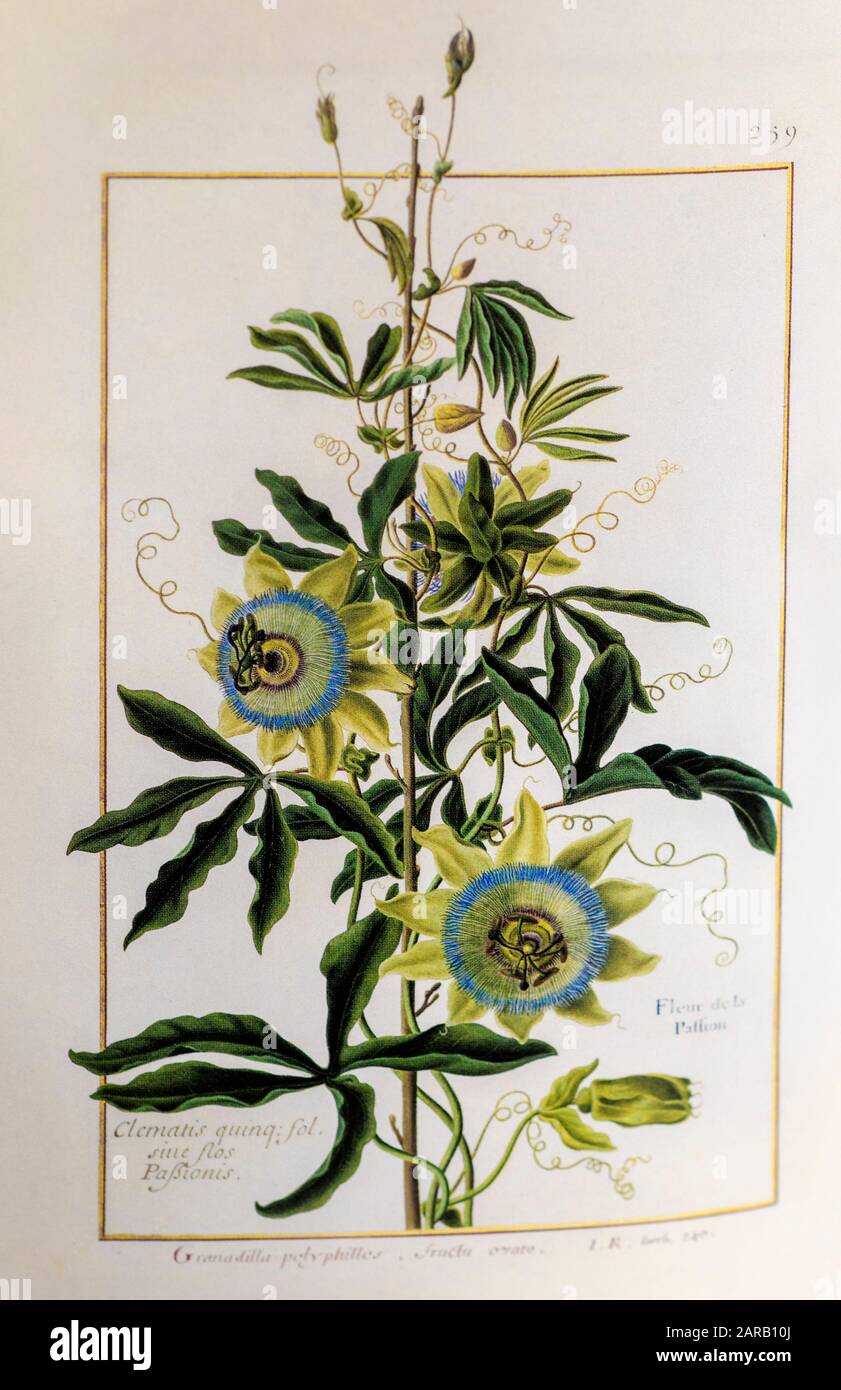Passiflora caerulea, die blaue Passionblume aus dem 17. Jahrhundert, die auf Pergament Botanik Studie von einem aus dem Jardin du Roi botanischen Florilegium von P gemalt wurde Stockfoto