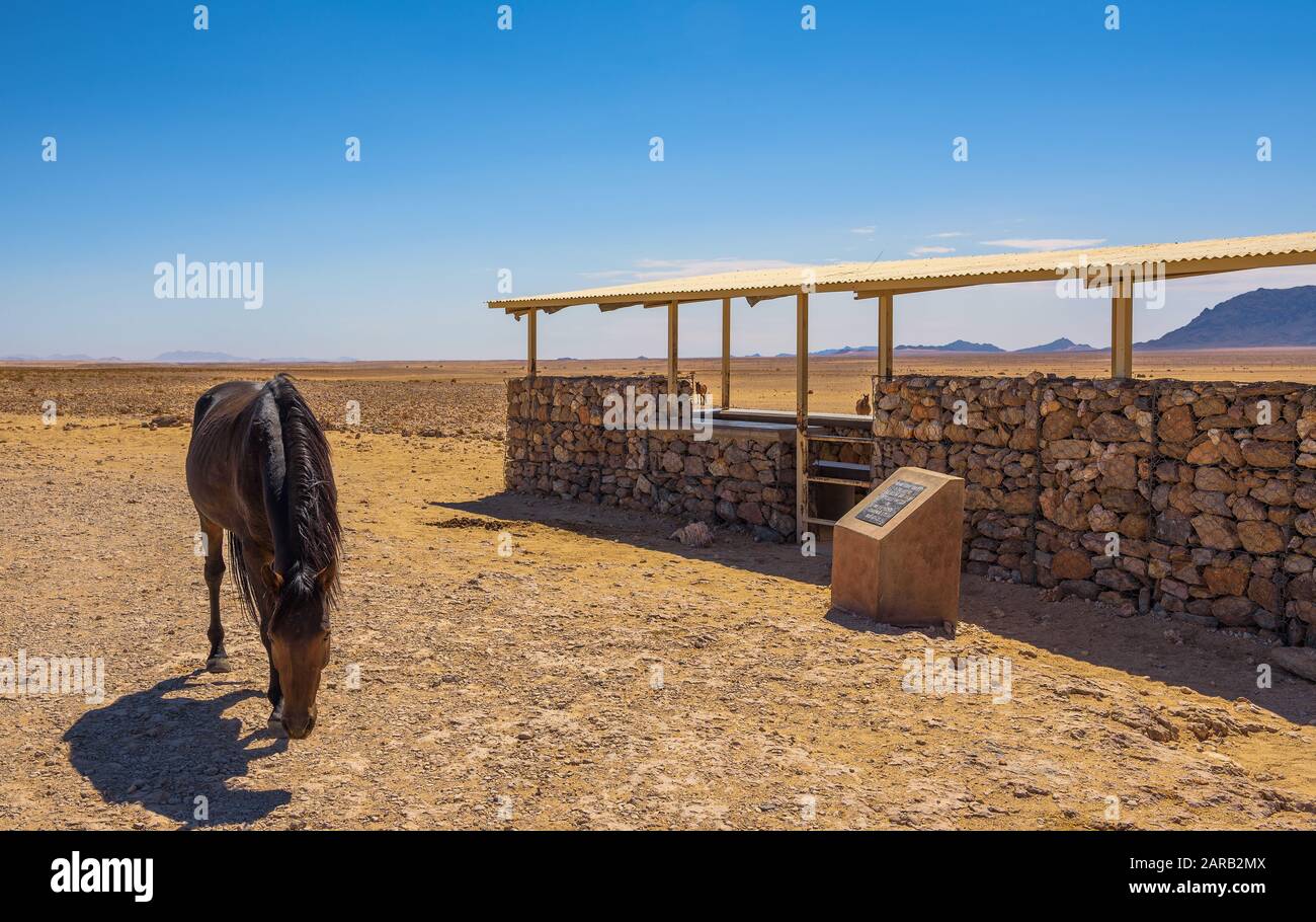 Wildes Pferd der Wüste von Namib am Aussichtspunkt nahe Aus, südlich von Namibia Stockfoto