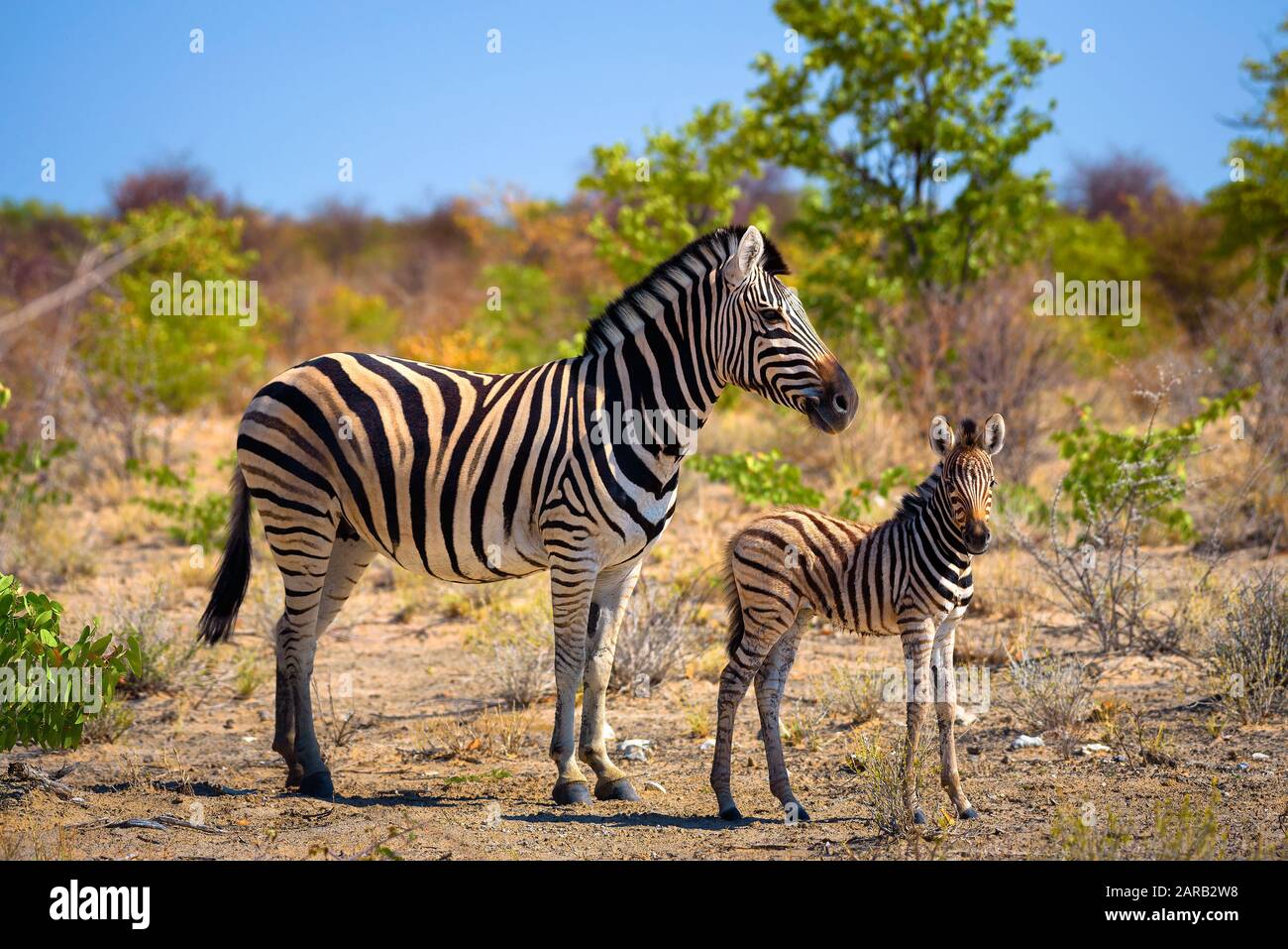 Zwei Zebras im Etosha Nationalpark, Namibia Stockfoto