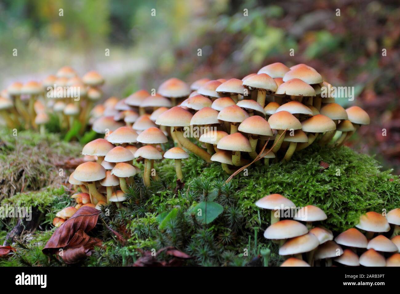 Armillaria mellea, im Allgemeinen als Honigpilz bekannt Stockfoto