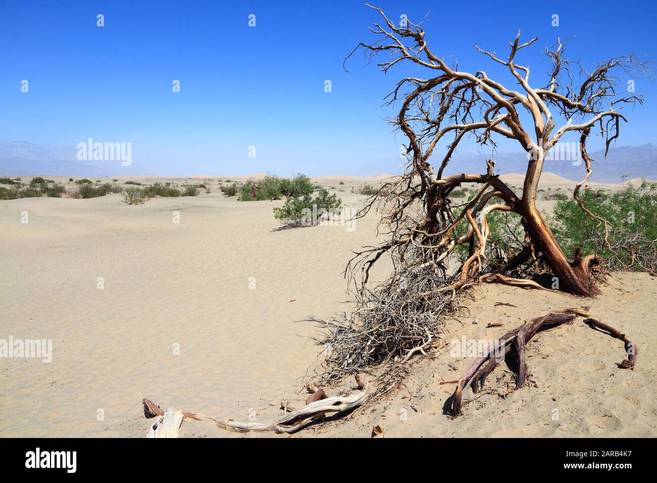Death Valley National Park. Mojave Wüste in Kalifornien, USA. Inyo County - sandige Wüste mit toter Baum. Stockfoto