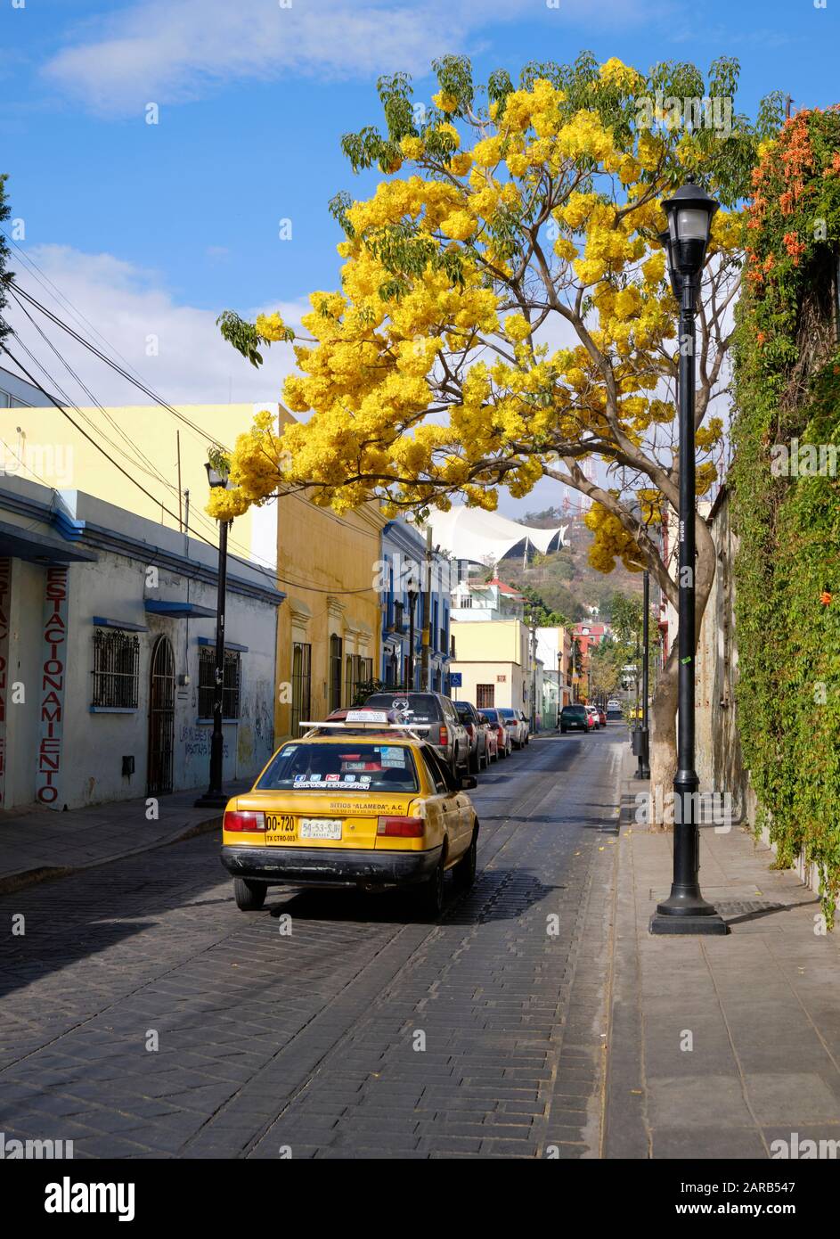 Gelbes Taxi, das unter einem gelben Primavera-Baum fährt, blüht auf der Seite der Straße, im alten kolonialen Teil von Oaxaca, Mexiko Stockfoto