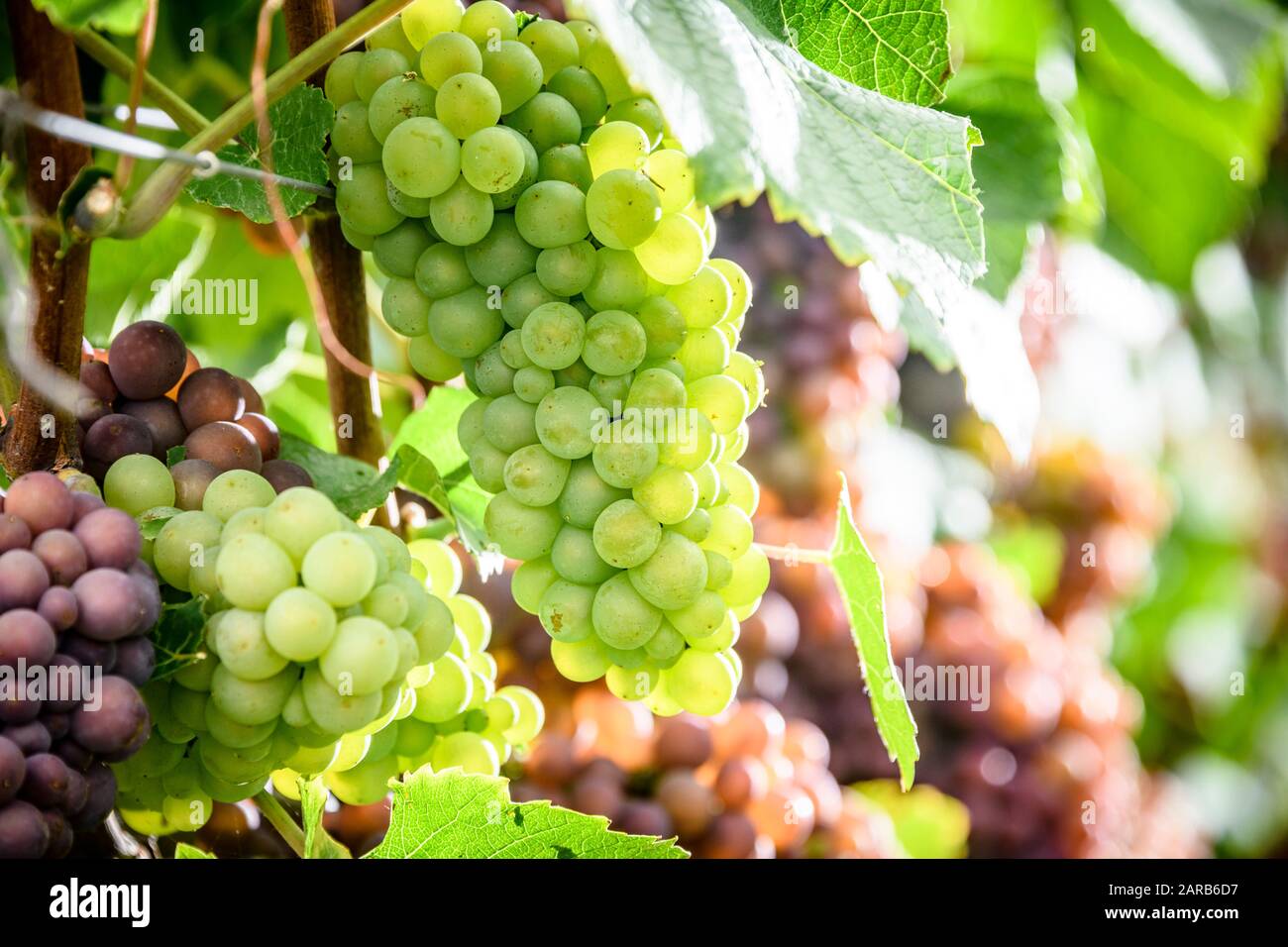 Trauben für die Weinherstellung Stockfoto