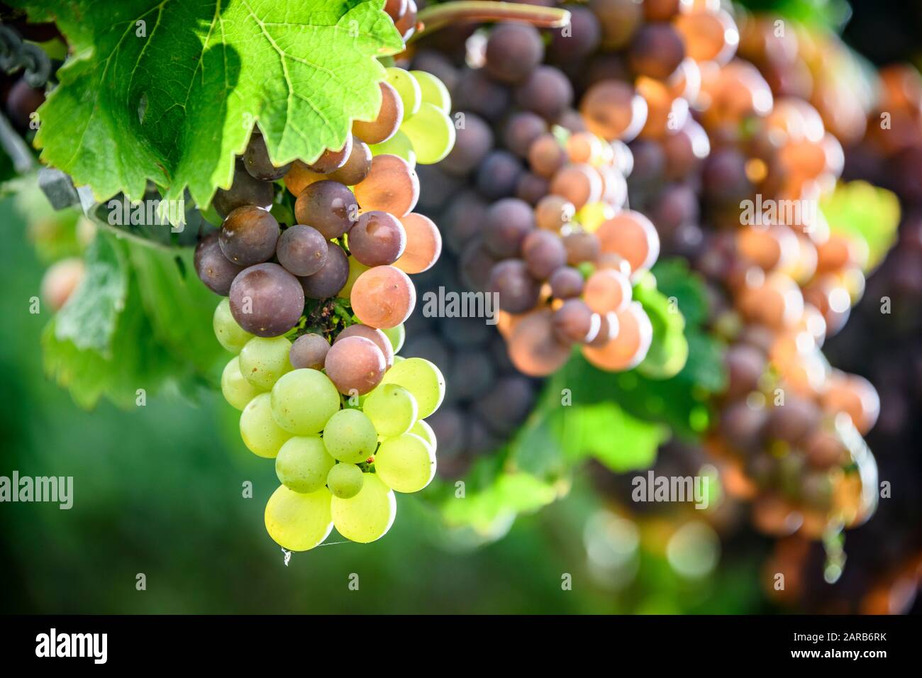 Trauben für die Weinherstellung Stockfoto