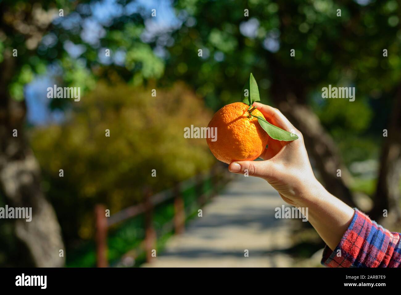 Frau hält frisch gepflückte Orangen im Obstgarten am sonnigen Tag Stockfoto