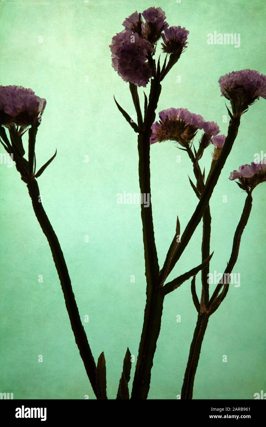 Stachelige Pflanzensilhouette Gegen Blue Ground Stockfoto