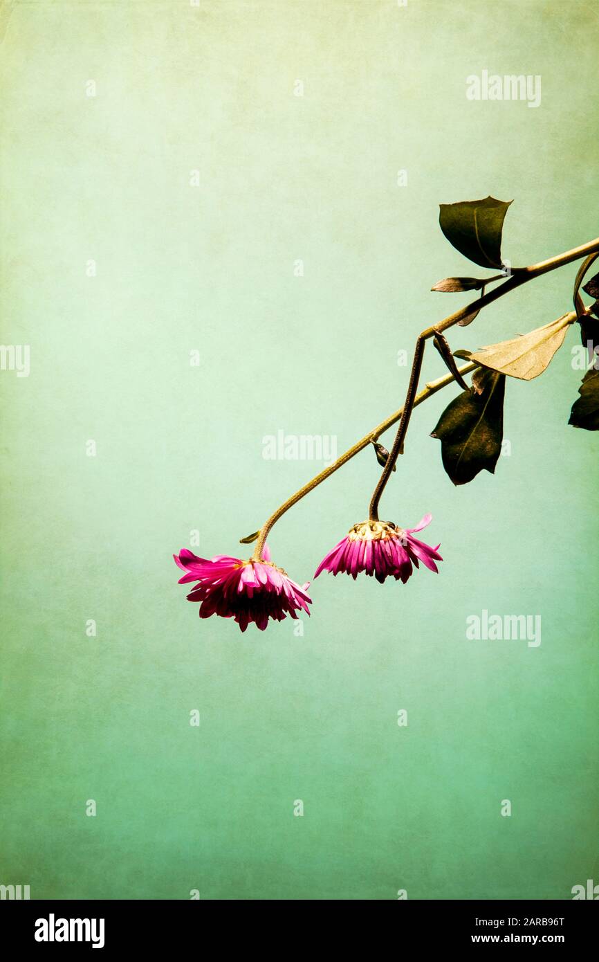 Drooping flowers Fotos und Bildmaterial in hoher Auflösung Alamy