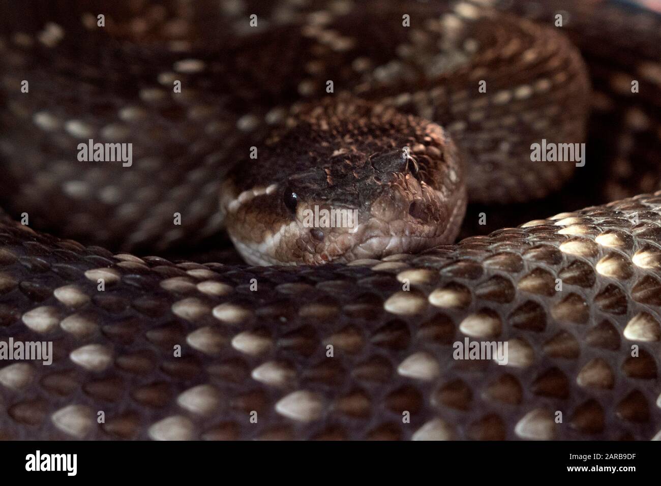 Tödliche venöse Rüsselschlange schließen sich Stockfoto
