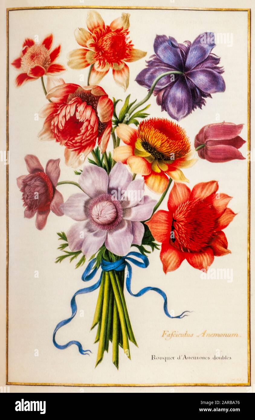 Blumenstrauß aus Poppy Anemone (Anemone coronaria) aus dem 17. Jahrhundert, handgemalt auf Pergament Botanik Studie von einem aus dem Jardin du Roi botanischen Florilegium von Stockfoto