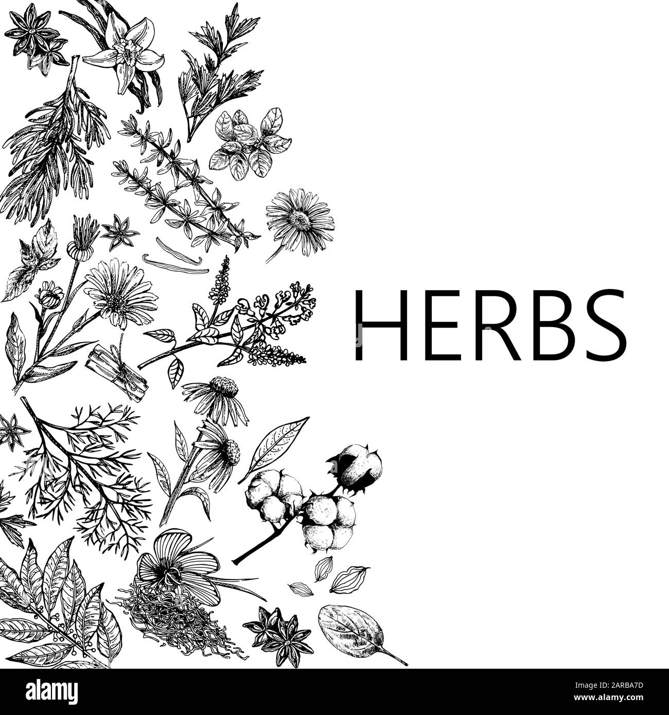 Plakatkarten-Komposition aus handgezeichneter Skizze verschiedene Arten von Pflanzen isoliert auf weißem Hintergrund. Vektorgrafiken. Stock Vektor