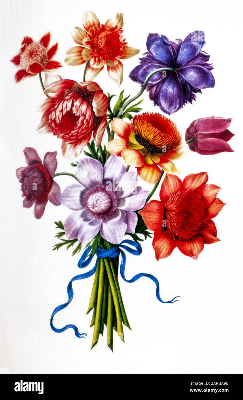 Blumenstrauß aus Poppy Anemone (Anemone coronaria) aus dem 17. Jahrhundert, handgemalt auf Pergament Botanik Studie von einem aus dem Jardin du Roi botanischen Florilegium von Stockfoto