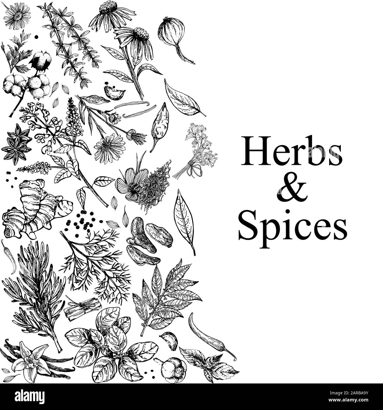 Posterkarten-Komposition aus handgezeichneter Skizze verschiedene Arten von Kräutern und Gewürzen isoliert auf weißem Hintergrund. Vektorgrafiken. Stock Vektor
