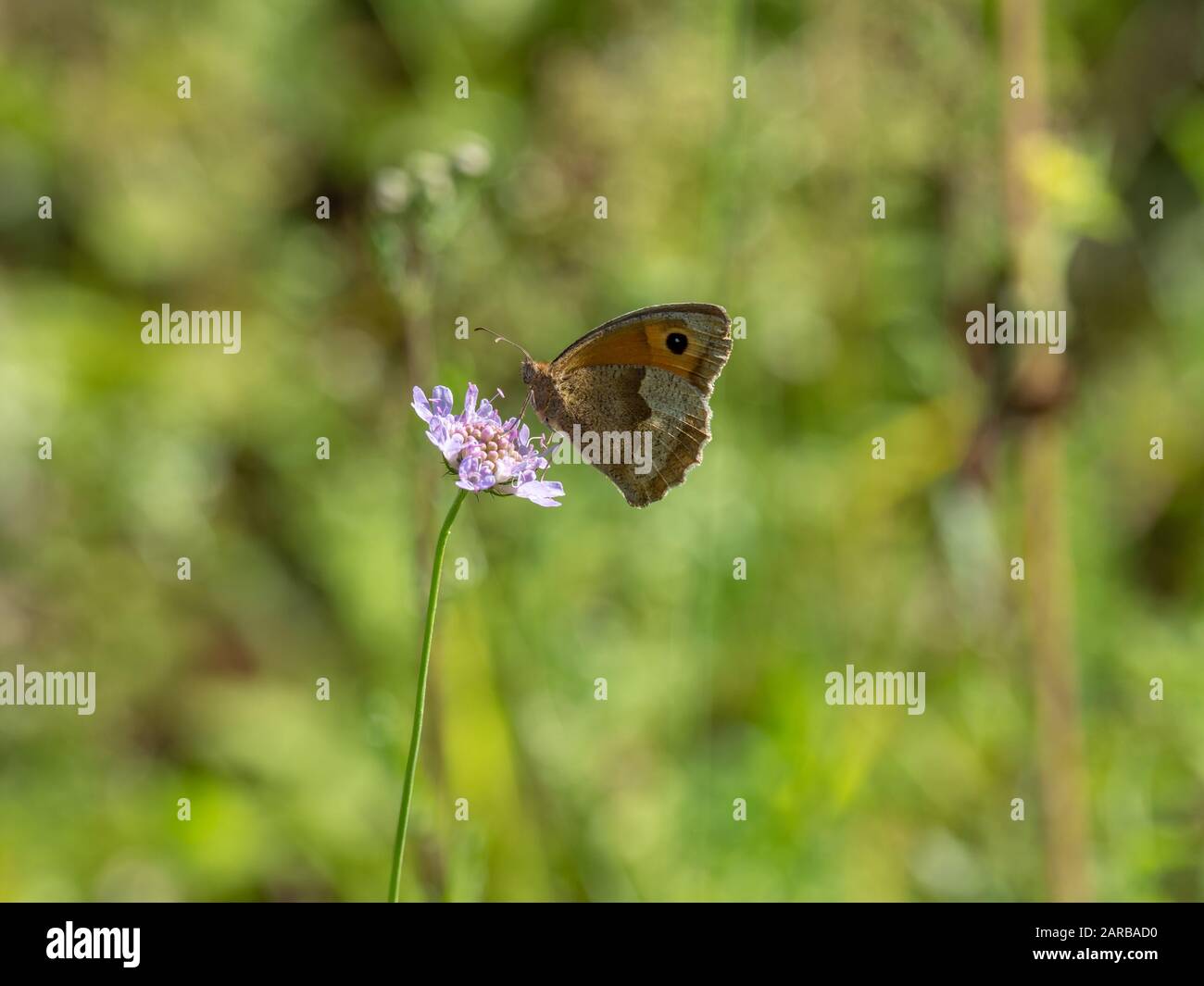 Meadow Brown Butterfly (Maniola jurtina) on Scabious Stockfoto