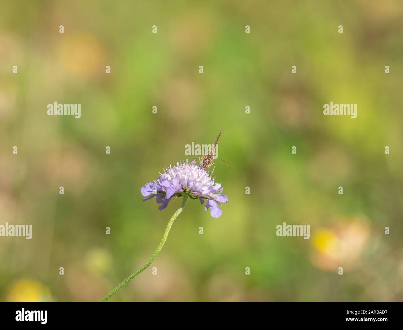 Meadow Brown Butterfly (Maniola jurtina) on Scabious Stockfoto