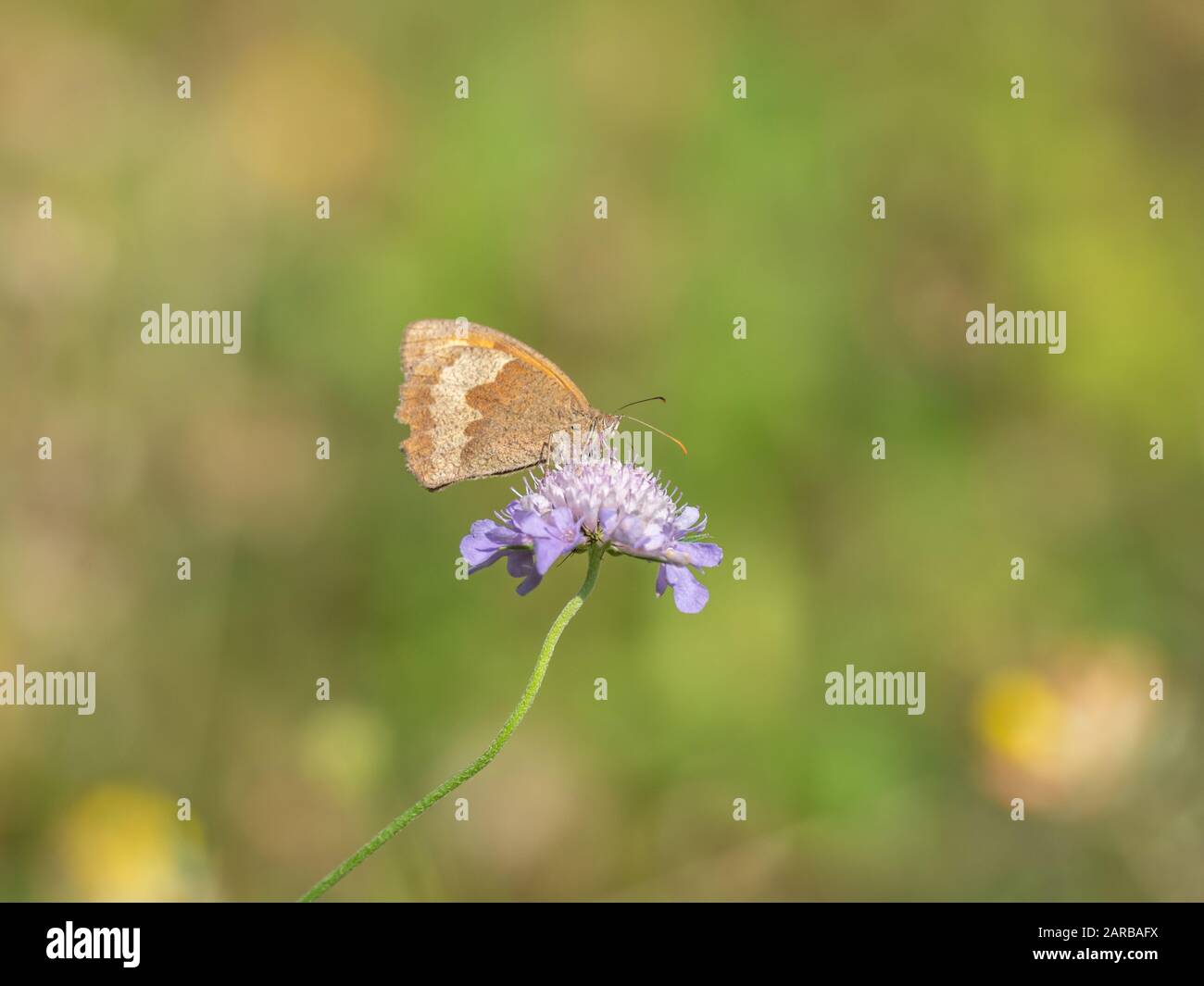 Meadow Brown Butterfly (Maniola jurtina) on Scabious Stockfoto