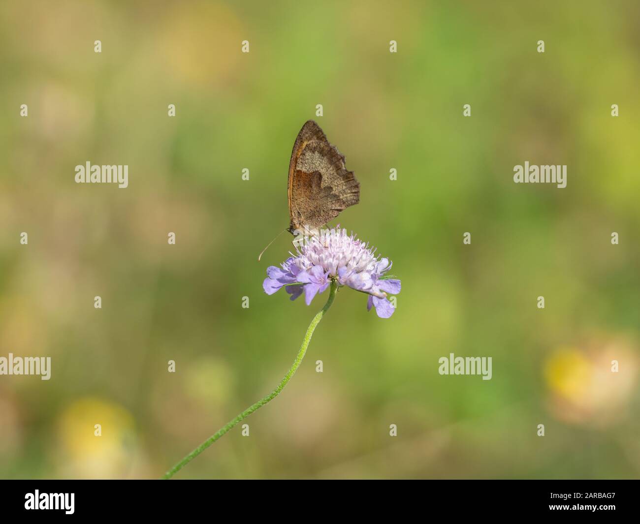 Meadow Brown Butterfly (Maniola jurtina) on Scabious Stockfoto