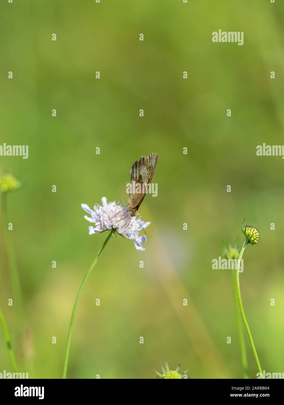 Meadow Brown Butterfly (Maniola jurtina) on Scabious Stockfoto