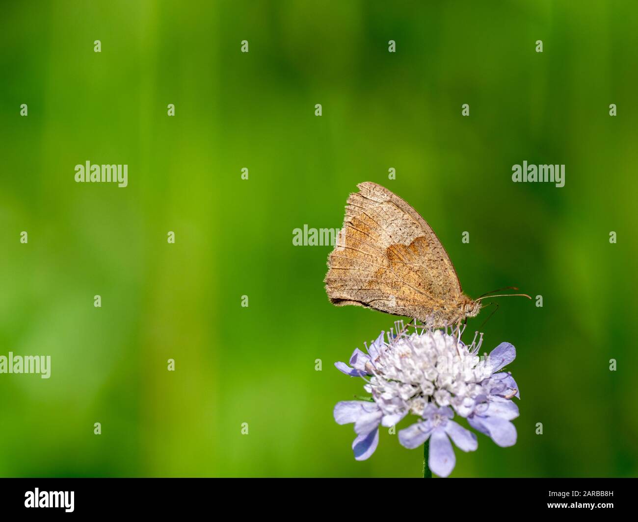 Meadow Brown Butterfly (Maniola jurtina) on Scabious Stockfoto