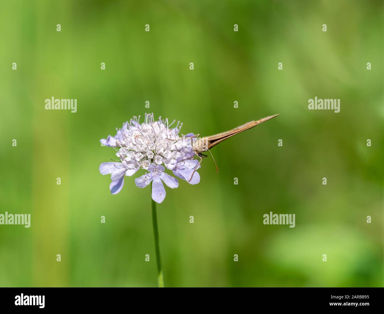 Meadow Brown Butterfly (Maniola jurtina) on Scabious Stockfoto