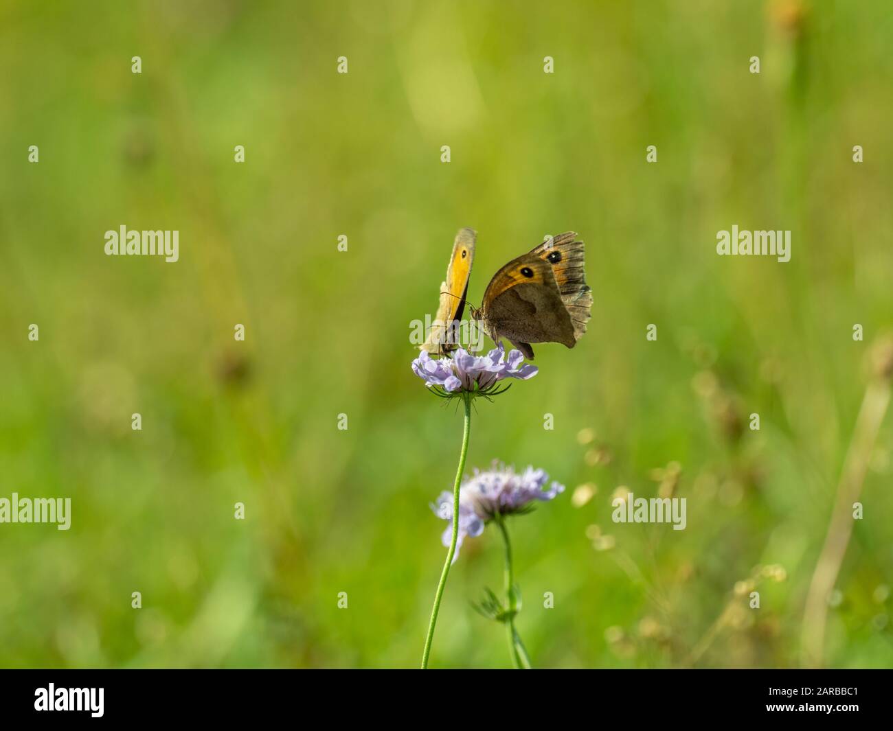 Zwei Meadow Brown Butterfly (Maniola jurtina) auf Scabious Stockfoto