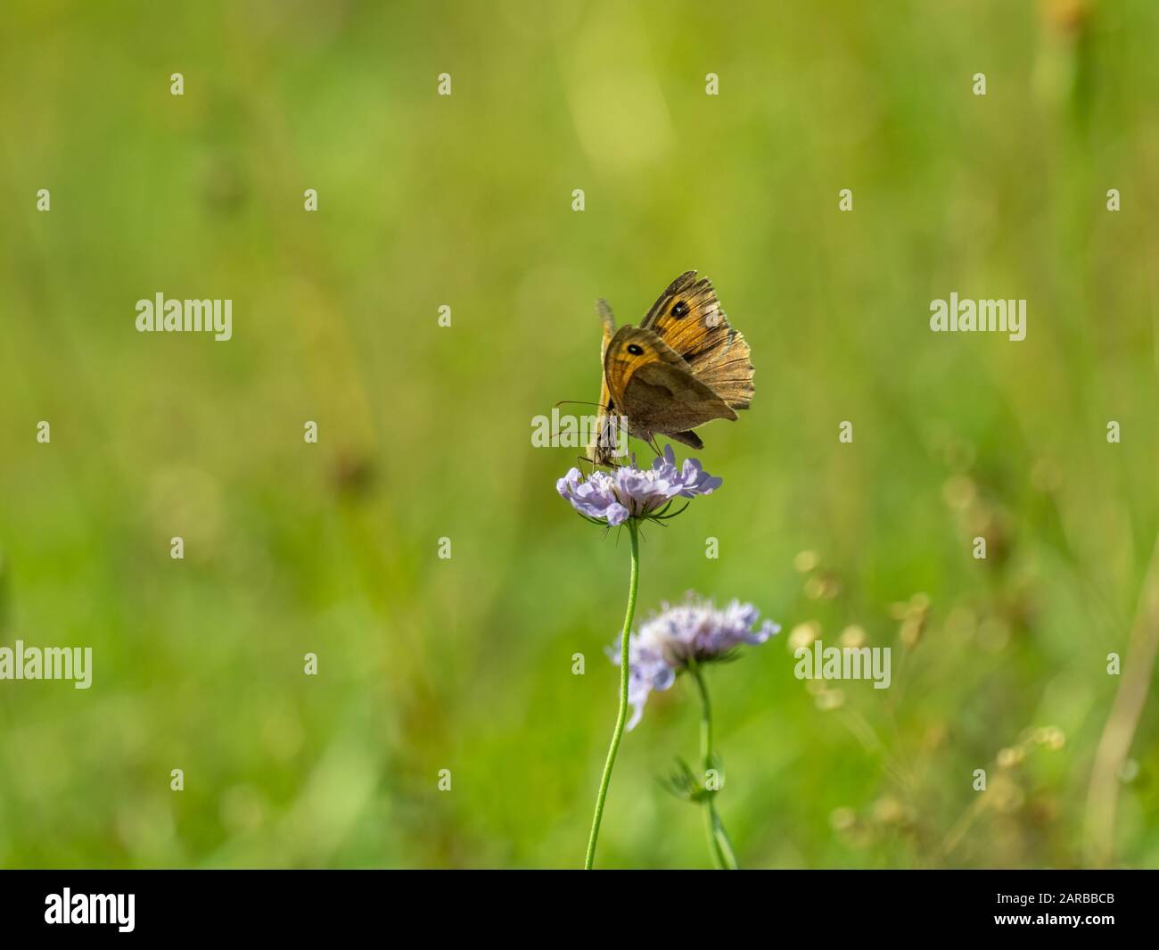 Zwei Meadow Brown Butterfly (Maniola jurtina) auf Scabious Stockfoto