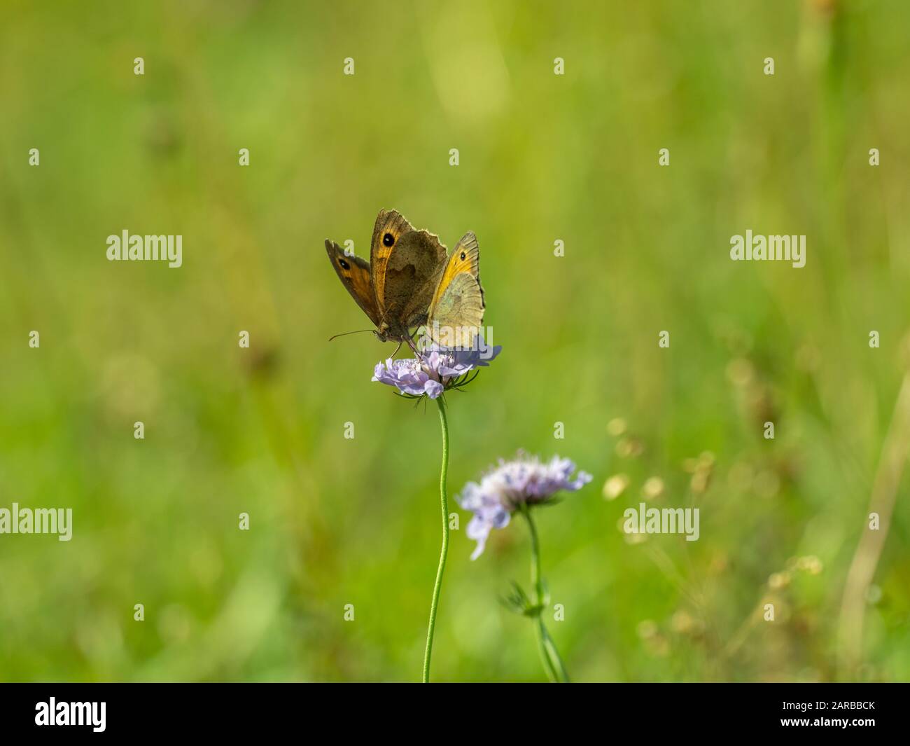 Zwei Meadow Brown Butterfly (Maniola jurtina) auf Scabious Stockfoto