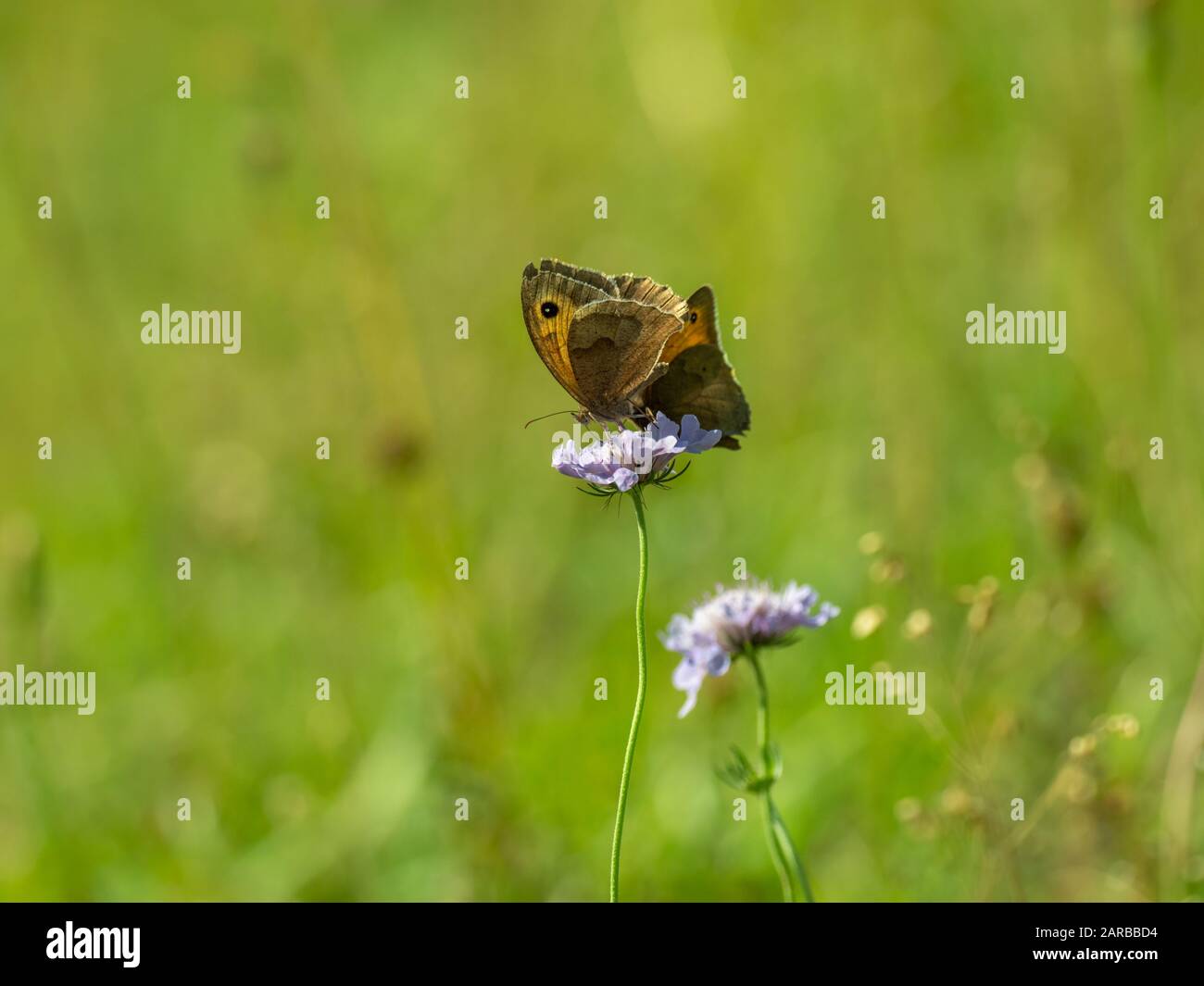 Zwei Meadow Brown Butterfly (Maniola jurtina) auf Scabious Stockfoto