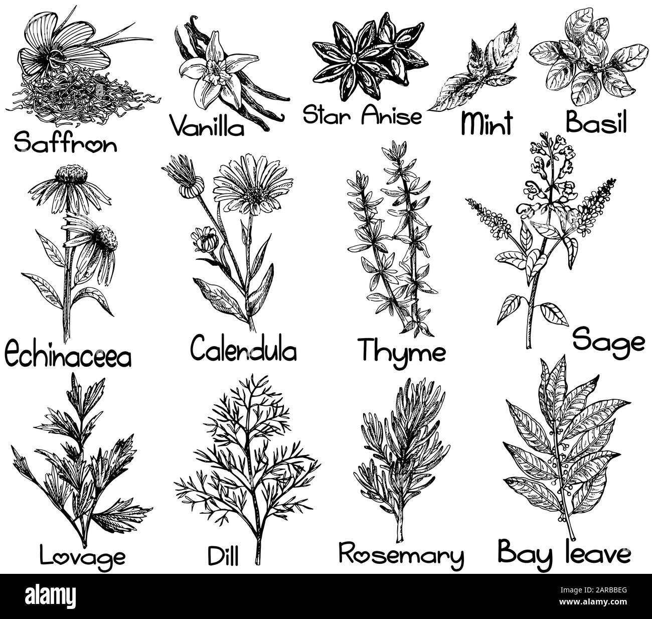 Satz handgezeichneter Skizzenstil verschiedene Arten von Pflanzen isoliert auf weißem Hintergrund. Vektorgrafiken. Stock Vektor