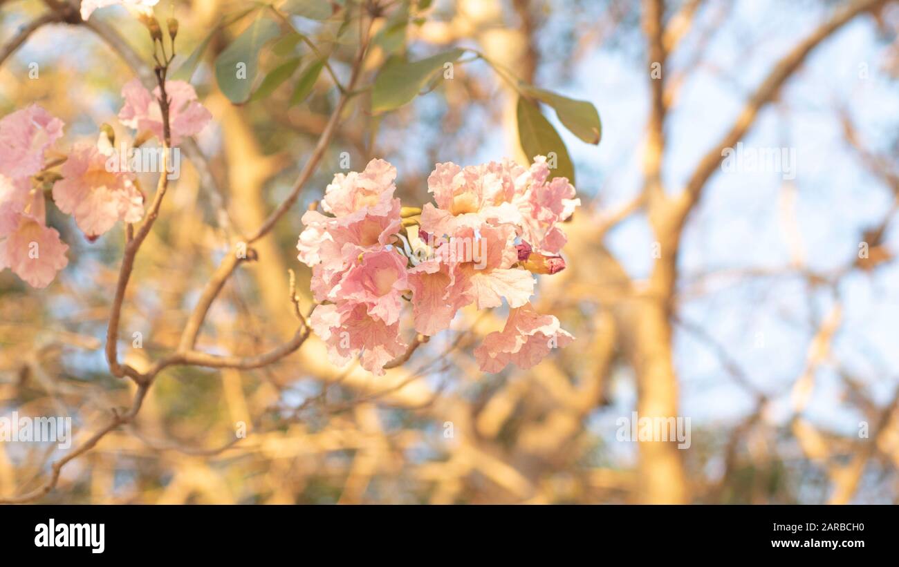 Der schöne rosafarbene Blumenlook mag Sakura Flower oder Cherry Blossom Mit Wunderschönem Naturhintergrund. Frühlingsblume blüht. Das romantische Pink F. Stockfoto