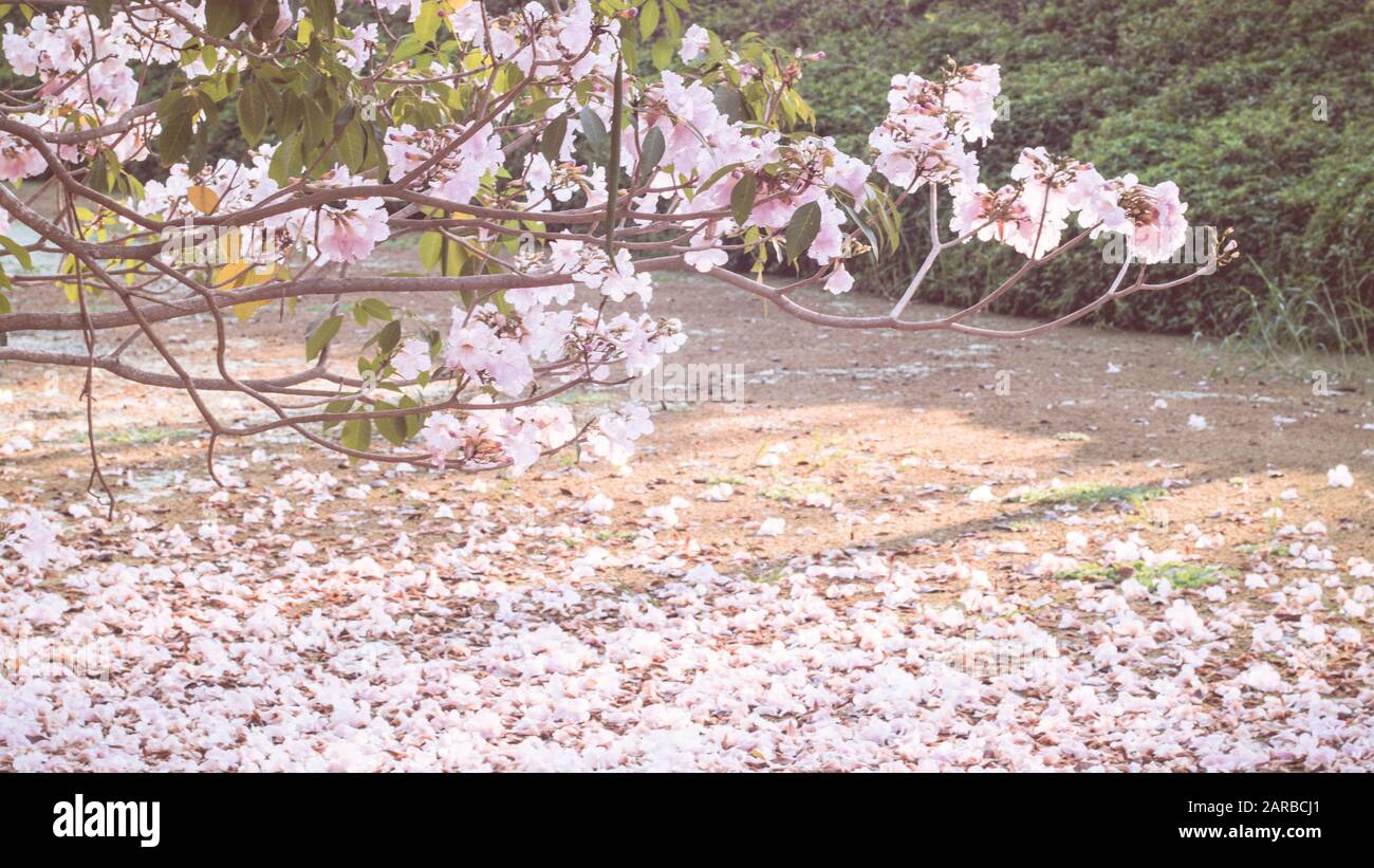 Die verwelkte, gestürzte Blütenhülle einer rosafarbenen Blume, die auf dem Boden liegt und die Wasseroberfläche bedeckt · Pink fallen Kirschblüten. Wunderschöner Romant Stockfoto