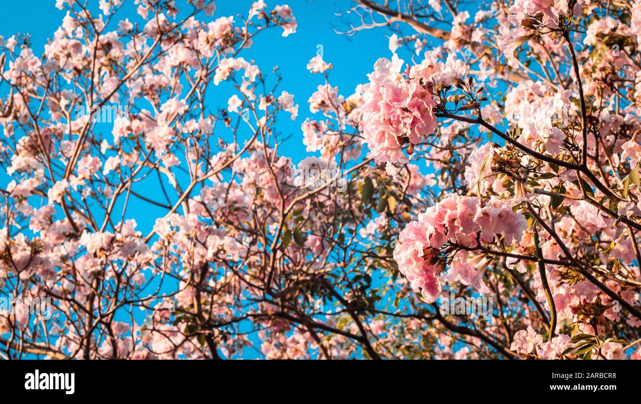 Schließen Sie die schöne Frühlingslandschaft mit der rosafarbenen Blume. Blütenende Baumwipfeln. Rosafarbene Blumen, die im Frühling auf dem Baum blühen. Schöne Kirschblüten Stockfoto