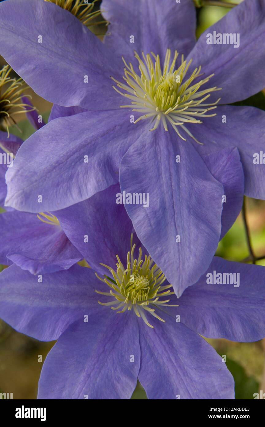 Clematis Fujimusume Stockfotos Und Bilder Kaufen Alamy