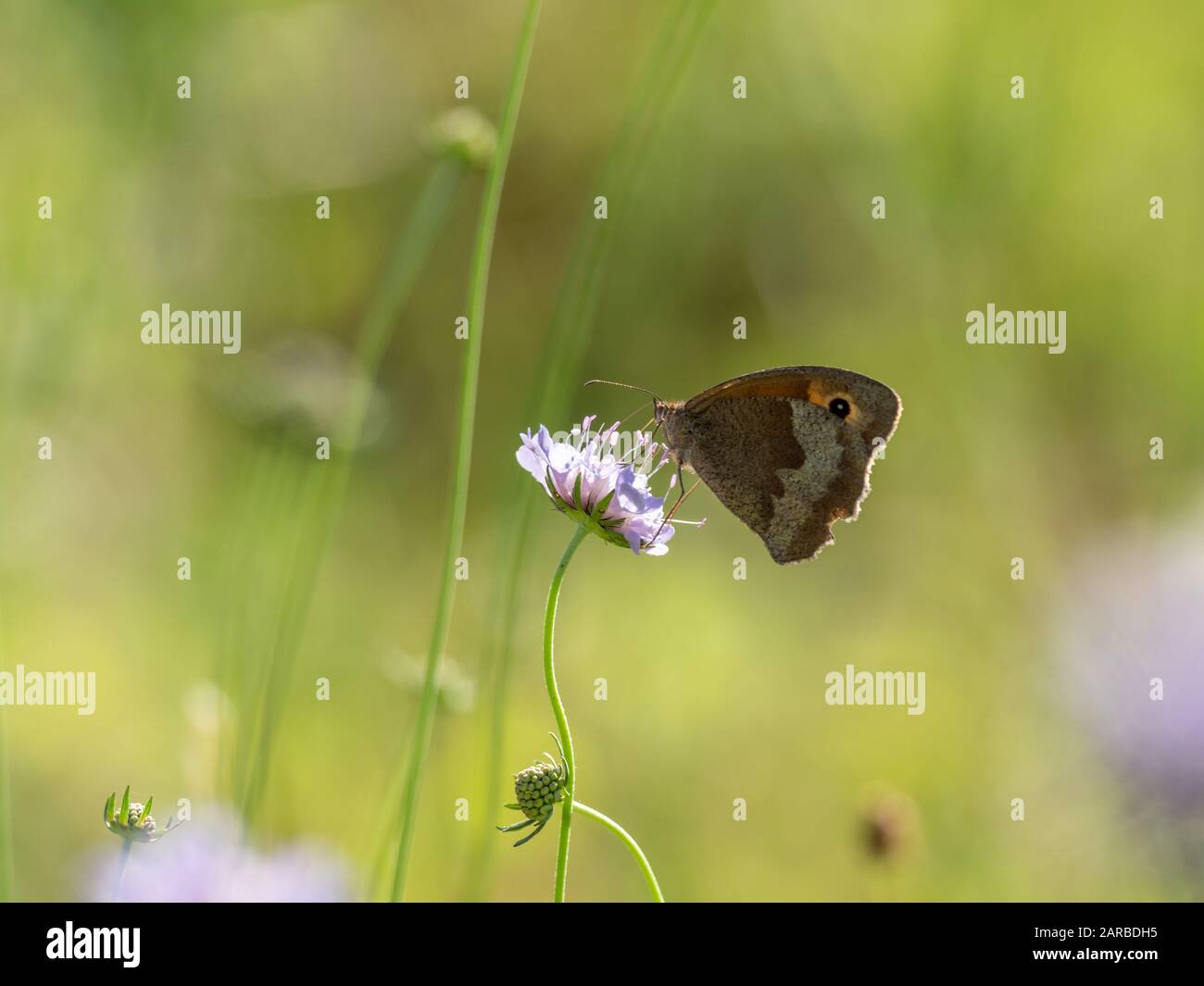 Meadow Brown Butterfly (Maniola jurtina) on Scabious Stockfoto