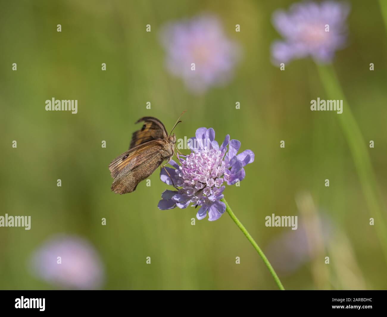 Meadow Brown Butterfly (Maniola jurtina) on Scabious Stockfoto