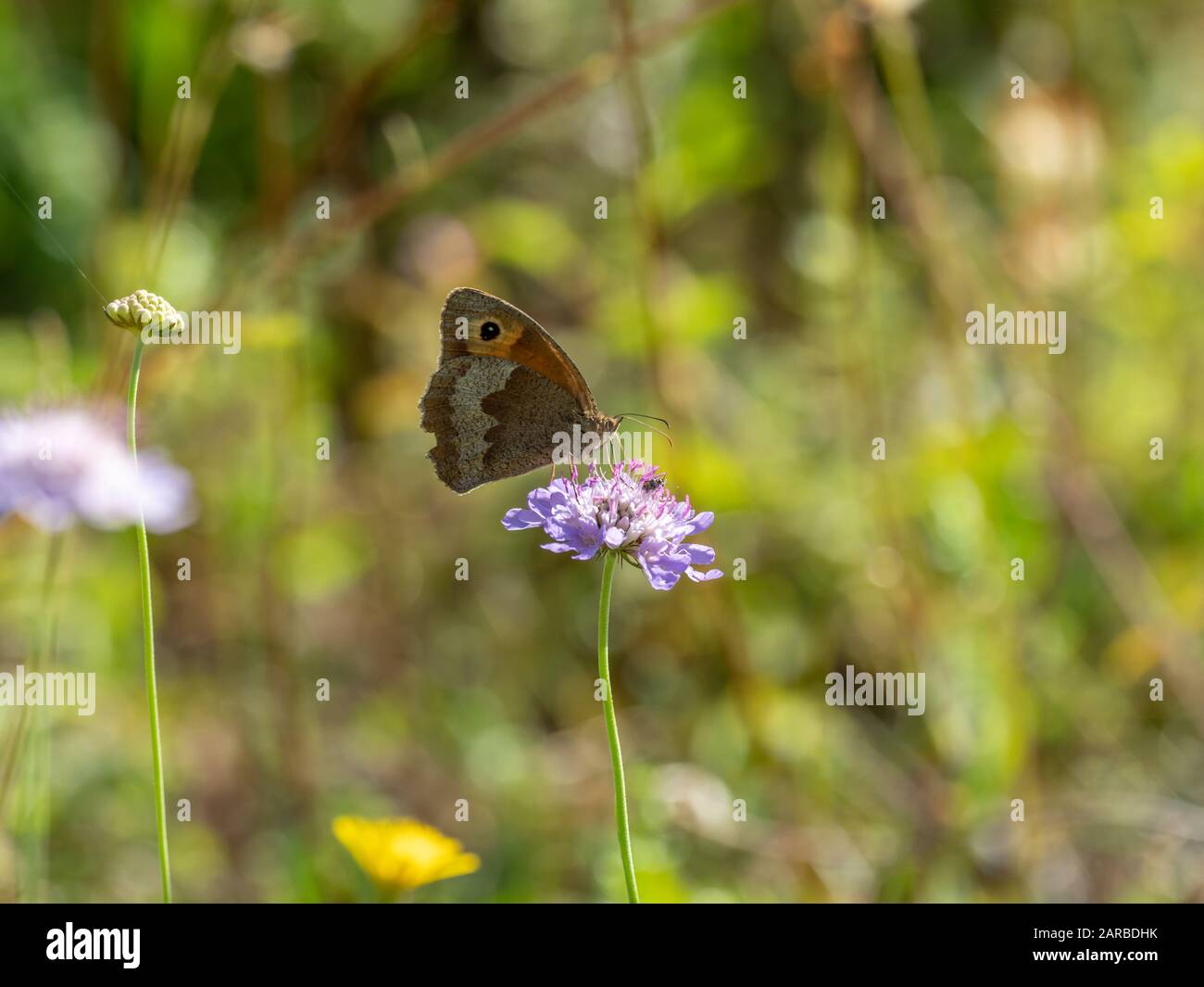 Meadow Brown Butterfly (Maniola jurtina) on Scabious Stockfoto