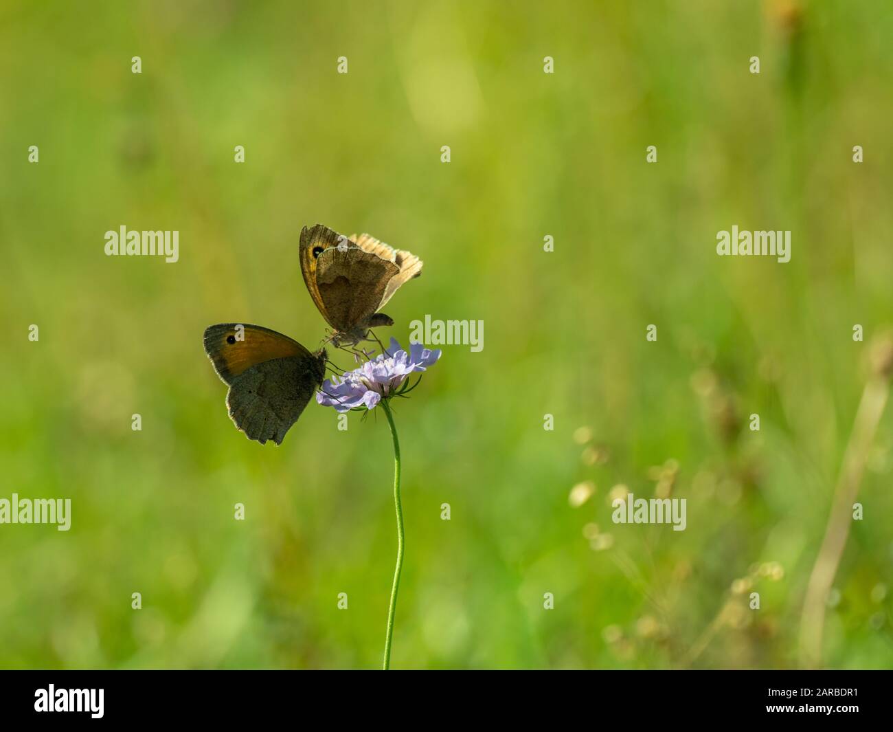Zwei Meadow Brown Butterfly (Maniola jurtina) auf Scabious Stockfoto