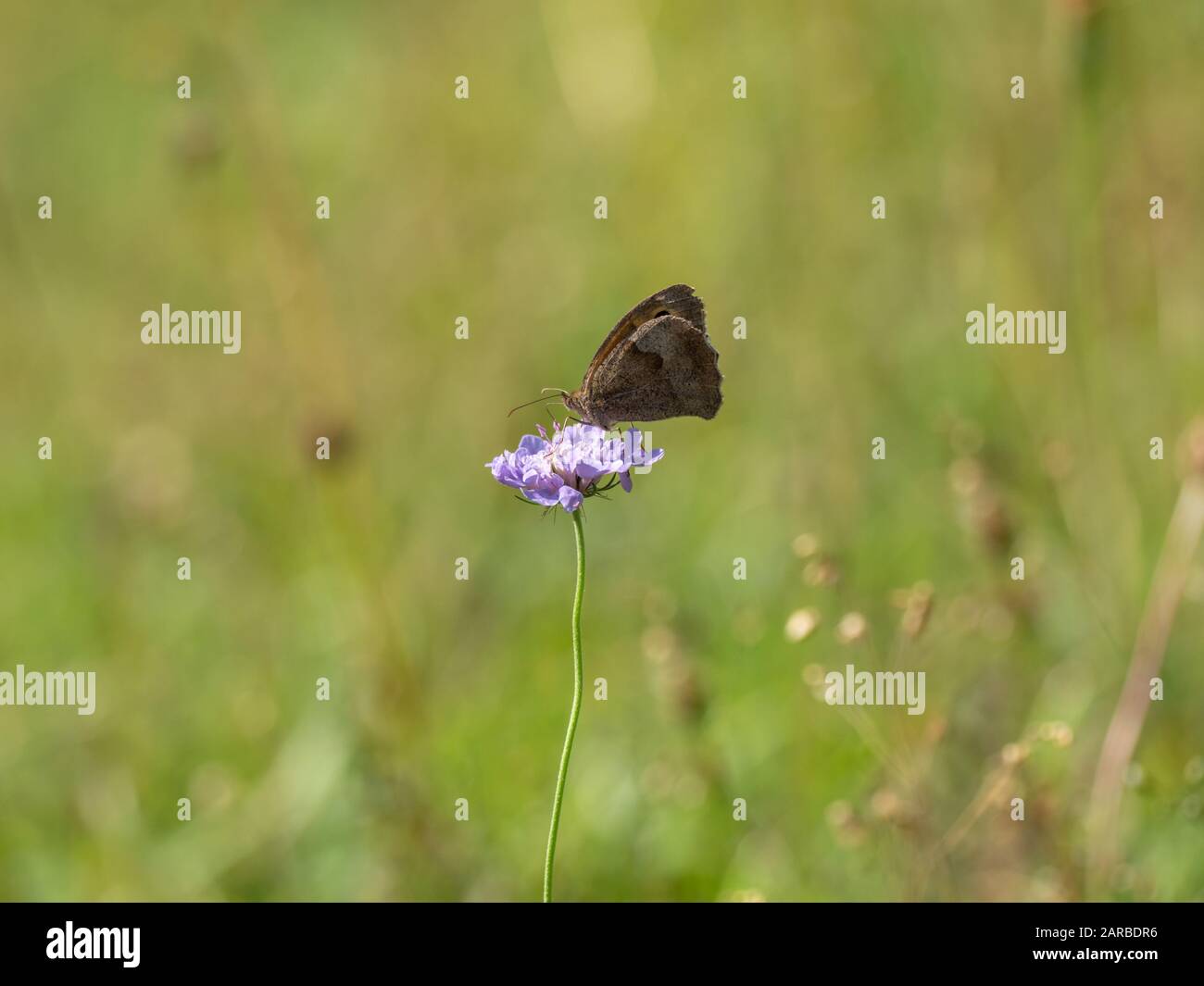 Meadow Brown Butterfly (Maniola jurtina) on Scabious Stockfoto