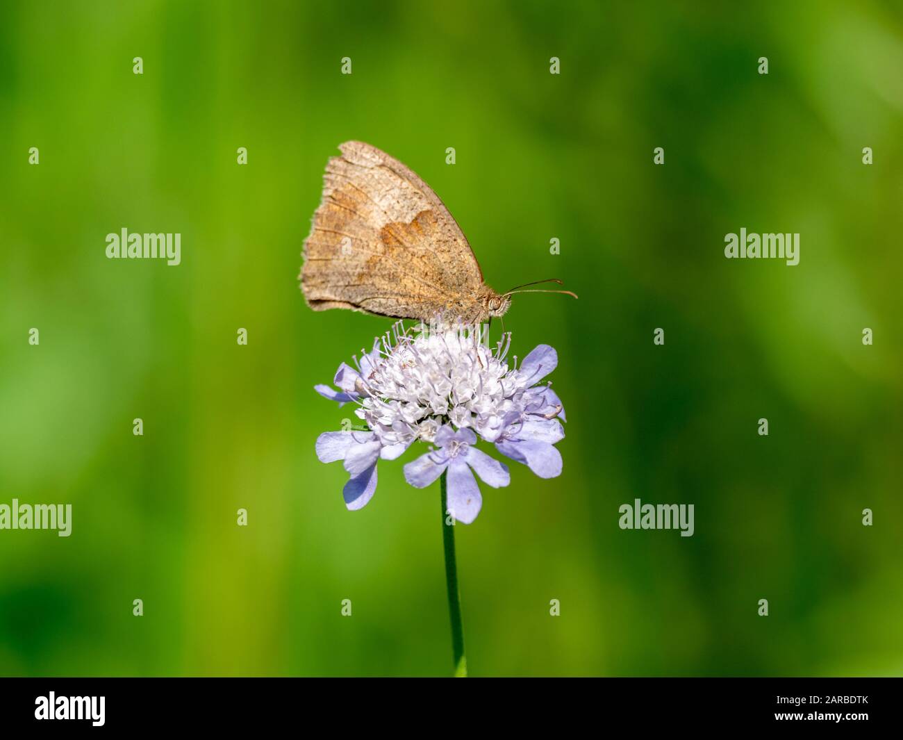 Meadow Brown Butterfly (Maniola jurtina) on Scabious Stockfoto