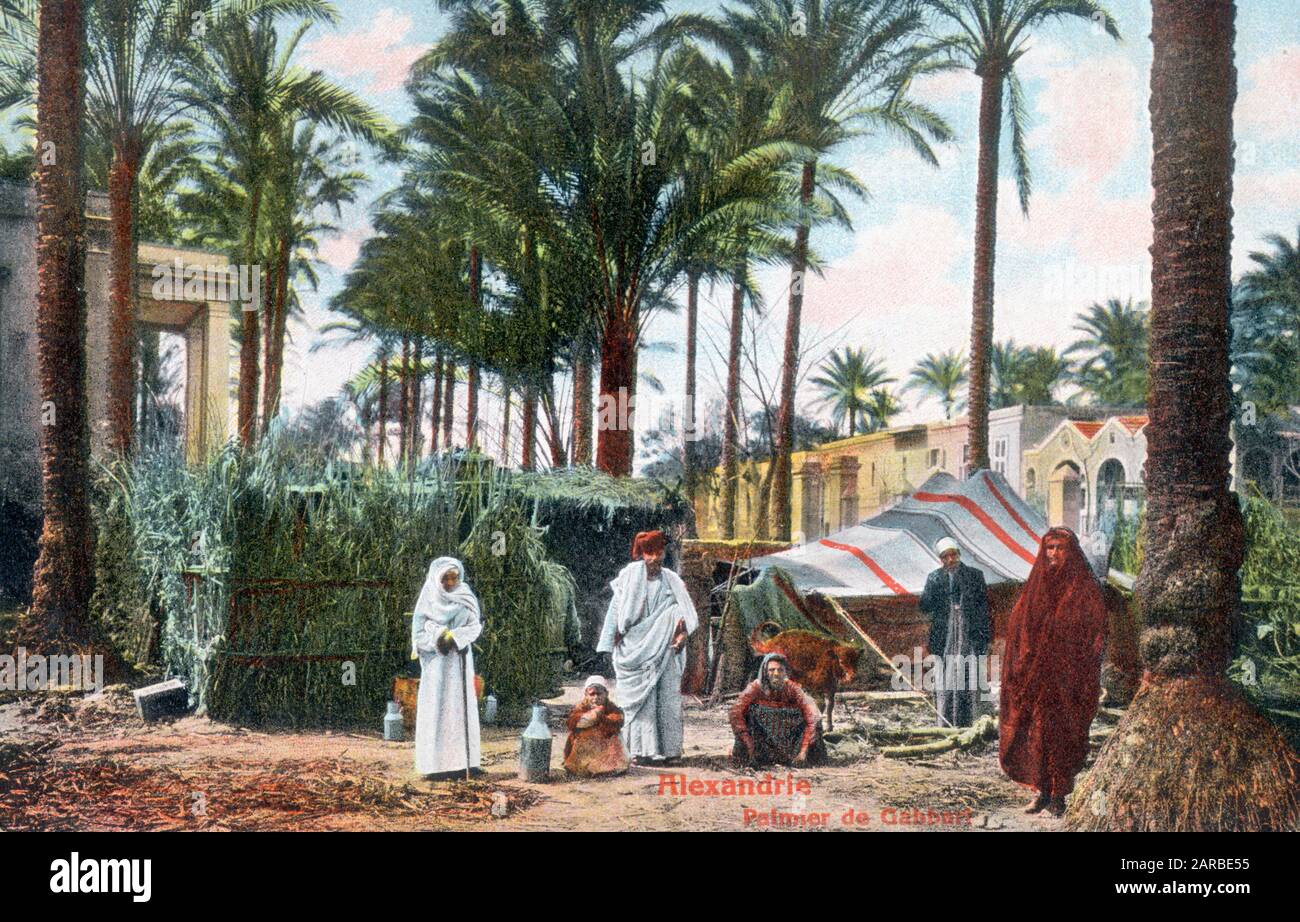 Palmen in der Gabbari-Nekropole, Alexandria, Ägypten, Nordafrika. Die Gabbari-Nekropole ist Alexandrias Stadt der Toten in Niederägypten. Es wird als eine Stätte beschrieben, die „von größter Bedeutung für die Erhaltung des kulturellen Erbes“ ist und eine der größten Nekropolis der Welt ist. Stockfoto