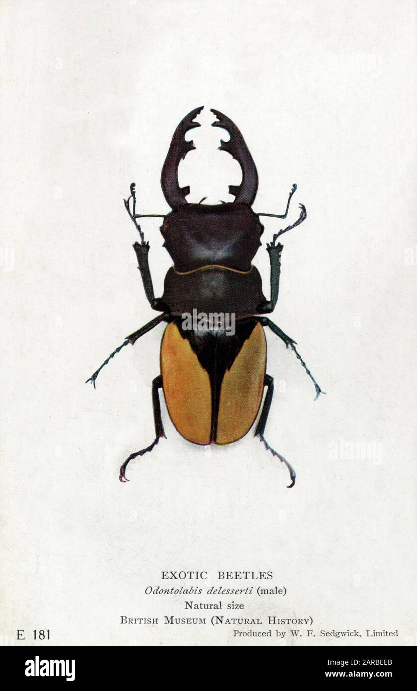 Seltener südwestindischer Stag Beetle - Odontolabis delesserti (männlich). Datum: Ca. 1920er Jahre Stockfoto