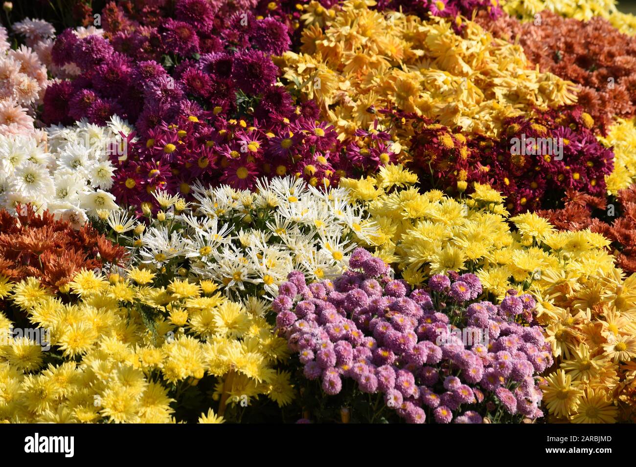 Mama blüht auf der Annual Chrysanthemum Show 2019, Chandigarh. Stockfoto