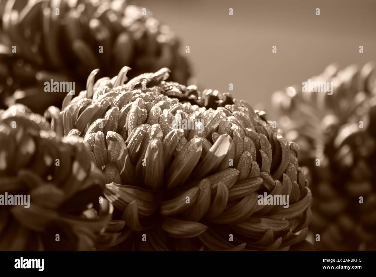 Nahaufnahme eines Chrysanthemums. Stockfoto