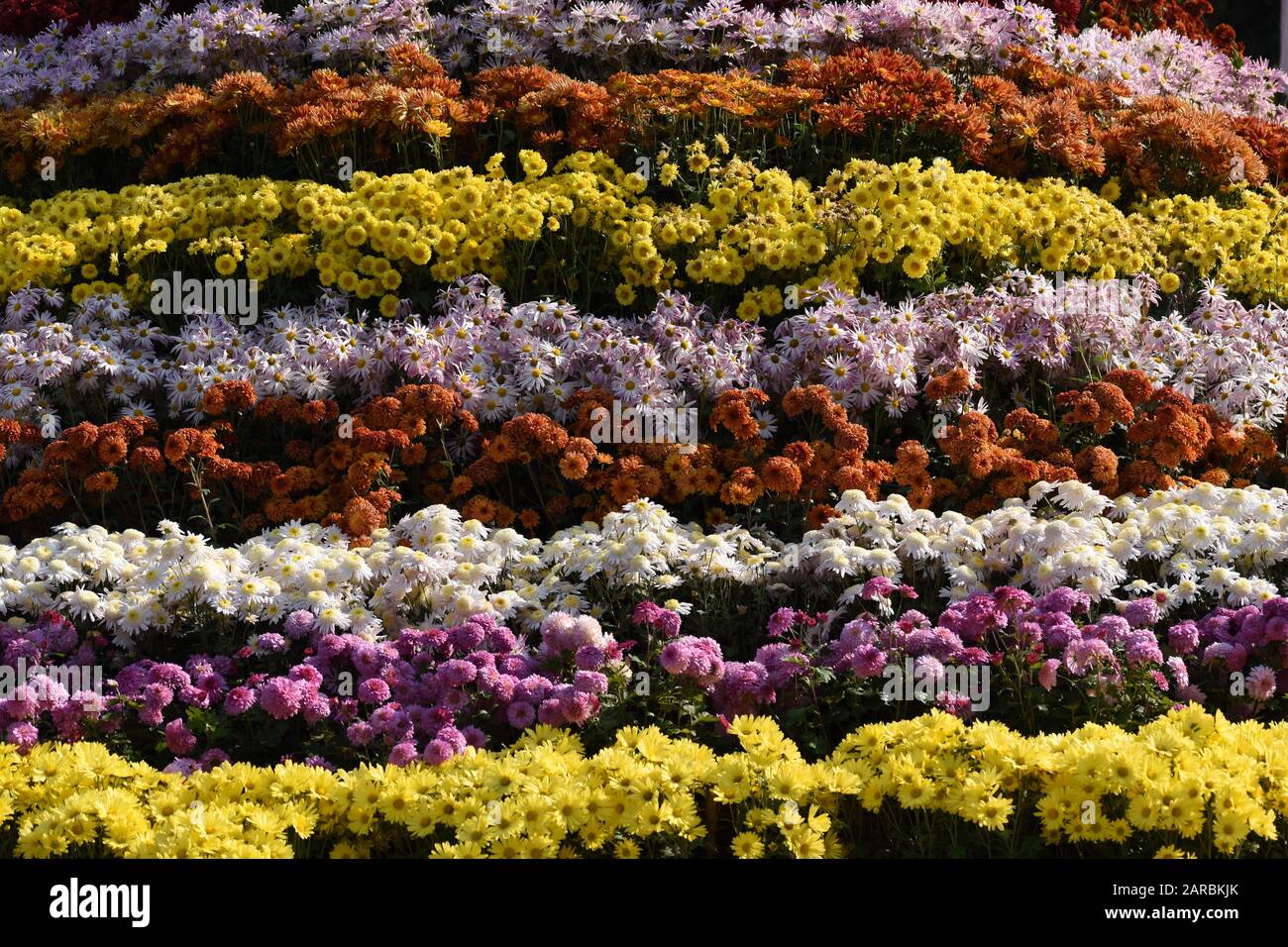 Mütter Blumen in Reihen angeordnet. Stockfoto