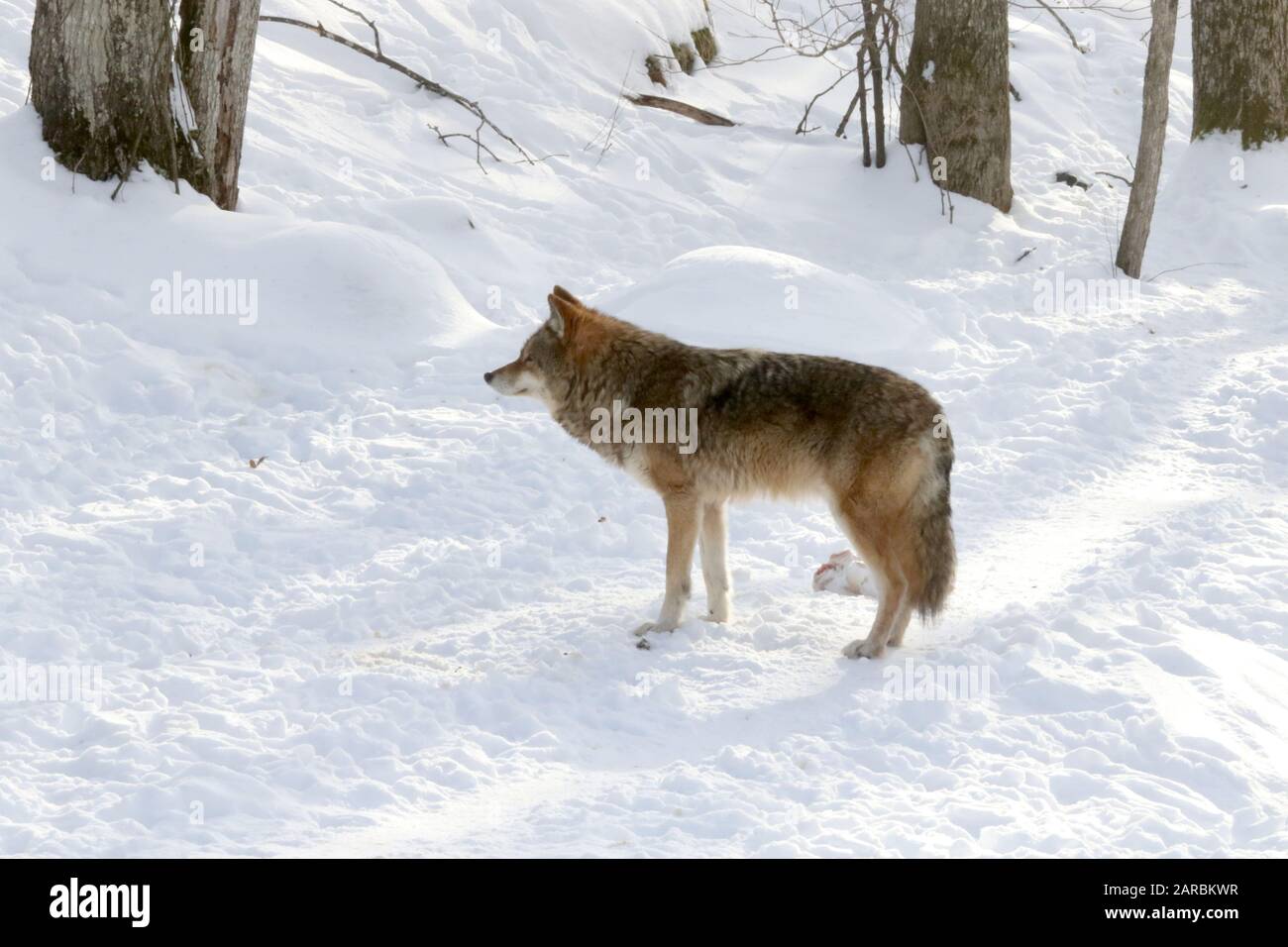 Coyote im Winterwald Stockfoto