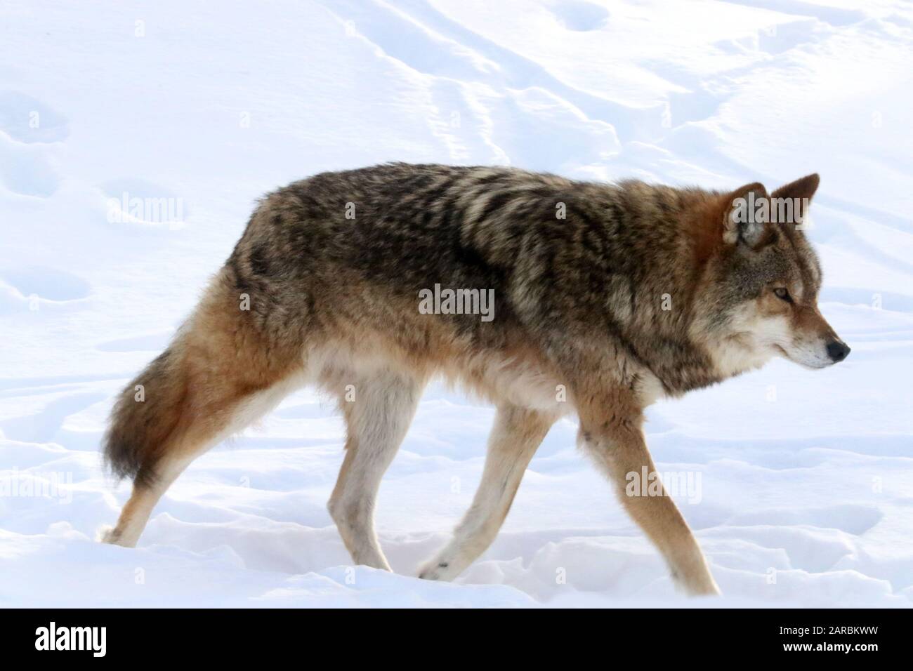 Coyote im Winterwald Stockfoto