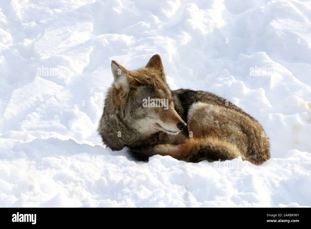 Coyote im Winterwald Stockfoto