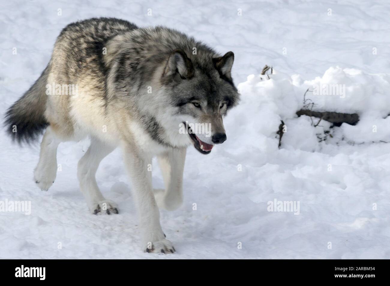 Canus Lupus Timber Wolves Stockfoto